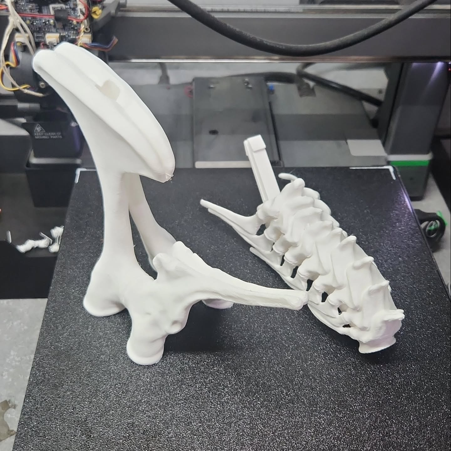 Bone
